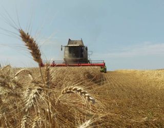 «Бучачагрохлібпром» збирає врожай пшениці й гороху